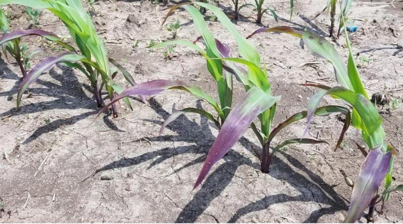 Agriculture et Consultance des Experts Agricoles en RDCongo
